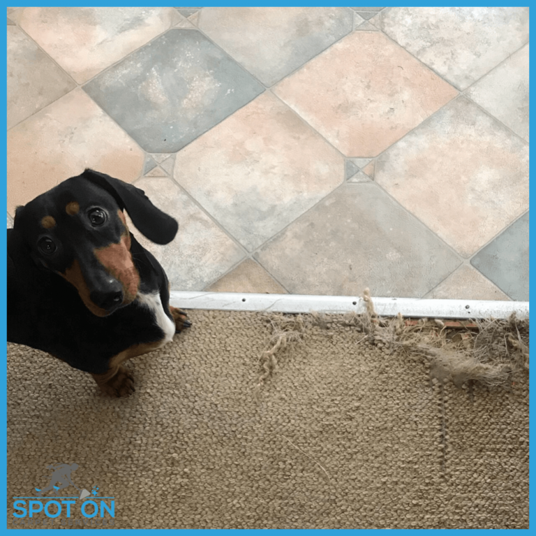 Carpet Repair Pet Damage
