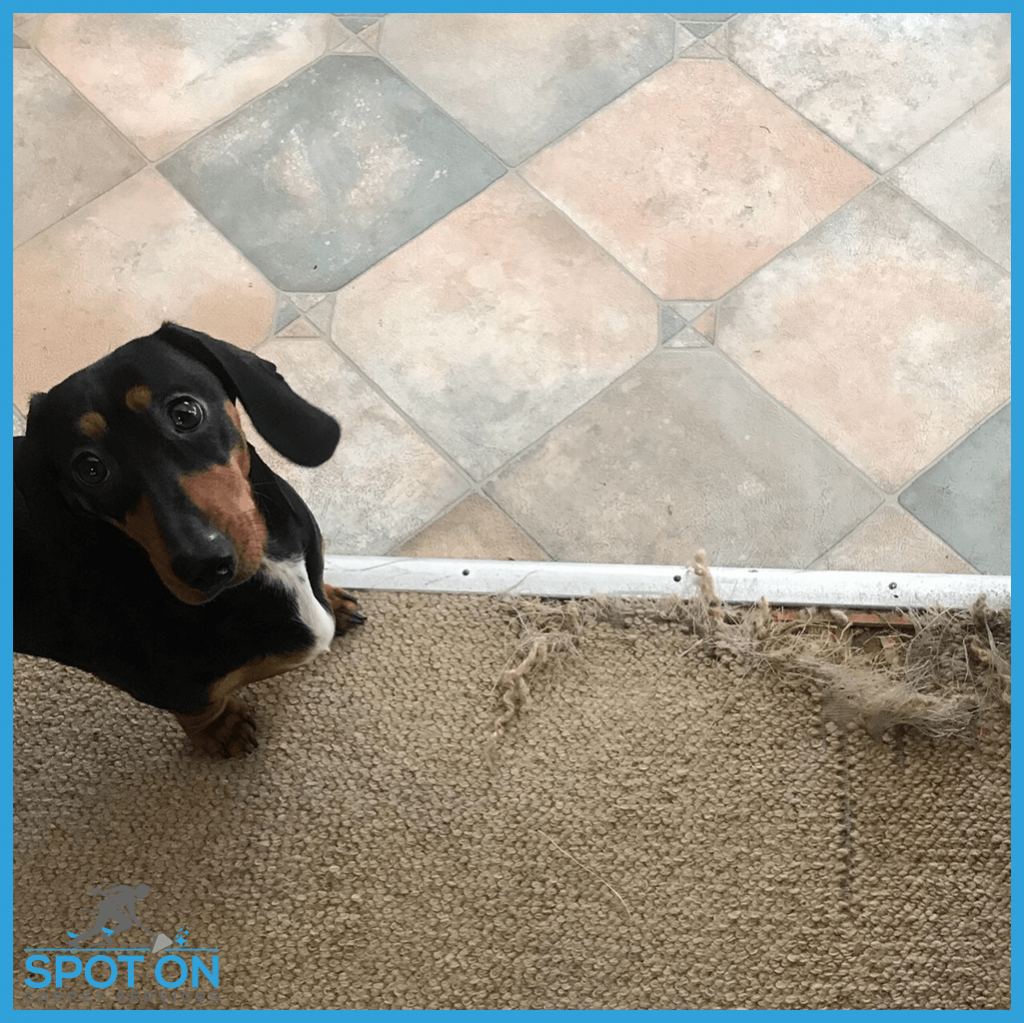 Carpet Repair Pet Damage